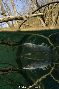 Pike in the Mirror... by Viktor Vrbovský 
